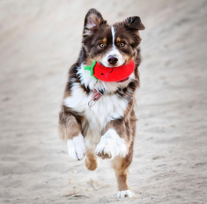 Squeaky Dog Toys, 3 units