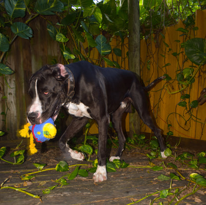 Zog the Extraterrestrial squeaky plush interactive dog toy. Cute and durable Luxury UFO.